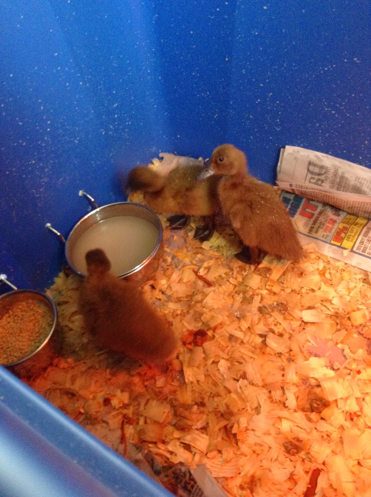 Raising Ducklings To Ducks BackYard Chickens